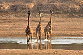Thornicroft's giraffes (Giraffa camelopardalis thornicrofti) crossing the Luangwa River in South Luangwa NP, Zambia