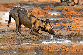 Lycaon (Lycaon pictus) drinking from a pool of water at sunset in South Luangwa NP, Zambia