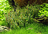 Amano shrimps (Caridina multidentata - ex C. japonica) in planted aquarium