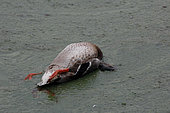 Mallard duck (Anas platyrhynchos) dead following the presence of cyanobacteria present in the Rance river in Saint-Samson-Sur-Rance, Brittany, France