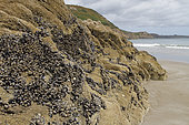 Common mussels (Mytilus edulis) on the rocks of Bonaparte beach in Plouha, Mecca of the Resistance where 135 Allied airmen were evacuated to England in 1944, Brittany, France