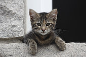 Domestic kitten on the edge of a window in Erquy, Brittany, France