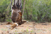 Tawny Eagle (Aquila rapax), adult taking off from the ground, Mpumalanga, South Africa