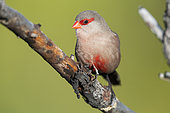 Common Waxbill (Estrilda astrild), front view of an adult perched on a branch, Western Cape, South Africa