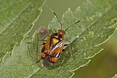 Mirid Bug (Deraeocoris ruber), Baden-Württemberg, Germany, Europe