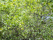 Citrus aurantifolia, Citrus paradisi