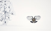 Tétras lyre (Lyrurus tetrix) femelle en vol, Suomussalmi, Finlande