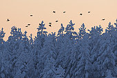 Tétras lyre (Lyrurus tetrix) groupe en vol au dessus de la forêt enneigée, Suomussalmi, Finlande