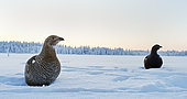 Black Grouse female (Lyrurus tetrix) on snow, Suomussalmi, Finland