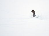 Tétras lyre (Lyrurus tetrix) femelle dans la neige, Suomussalmi, Finlande