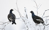 Black Grouse young males (Lyrurus tetrix) on a branch, Suomussalmi, Finland