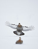 Black Grouse female (Lyrurus tetrix) in flight, Suomussalmi, Finland