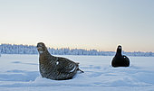 Black Grouse female and male (Lyrurus tetrix) on snow, Suomussalmi, Finland