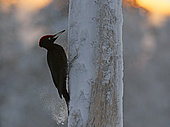 Black Woodpecker male (Dryocopus martius) on a trunk, Finland