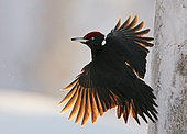 Black Woodpecker male (Dryocopus martius) in flight, Finland