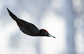 Black Woodpecker male (Dryocopus martius) in flight, Finland