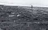 Dipper (Cinclus cinclus) at the edge of water, Kuusamo, Finland