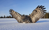 Great Grey Owl (Srix nebulosa) in snow, Kuhmo, Finland