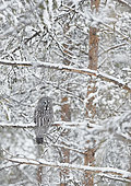 Great Grey Owl (Srix nebulosa) on a branch, Kuhmo, Finland