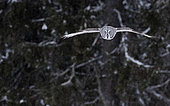 Great Grey Owl (Srix nebulosa) in flight, Kuhmo, Finland