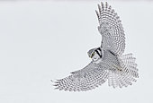 Hawk Owl (Surnia ulula) in flight, Kuhmo, Finland