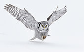 Hawk Owl (Surnia ulula) in flight, Kuhmo, Finland