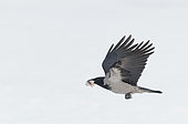 Hooded Crow (Corvus corone cornix) Sodankylä Lokka Finland April 2019