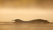 Red-throated Diver (Gavia stellata) on water, Iceland