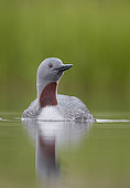 Red-throated Diver (Gavia stellata) on water, Iceland