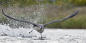 Red-throated Diver (Gavia stellata) in flight, Iceland