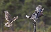 Sparrow Hawk (Accipiter nisus) chasing a Jay (Garrulus glandarius), Norway