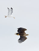 Herring Gull (Larus argentatus) chasing an adult White-tailed Eagle (Haliaetus albicilla) Sodankylä Lokka Finland April 2019