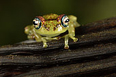 Bott's Bright-eyed Frog (Boophis bottae), Andasibe (Périnet), Alaotra-Mangoro Region, Madagascar