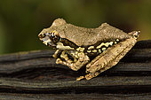 Reticulate Bright-eyed Frog (Boophis reticulatus) juvenile, Andasibe (Périnet), Alaotra-Mangoro Region, Madagascar