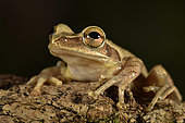 Dumeril's Bright-eyed Frog (Boophis tephraeomystax), Andasibe (Périnet), Alaotra-Mangoro Region, Madagascar