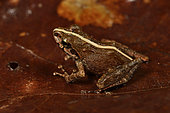 Boulenger's Madagascar Frog (Gephyromantis boulengeri), Andasibe (Périnet), Alaotra-Mangoro Region, Madagascar