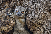 Red-tailed sportive lemur in the hollow of a dry forest tree, Kirindy Forest, Menabe Region, Madagascar