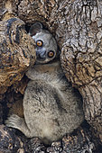 Red-tailed sportive lemur in the hollow of a dry forest tree, Kirindy Forest, Menabe Region, Madagascar