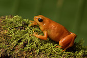 Golden mantella (Mantella aurantiaca) from the breeding center of the Mitsinjo association in Andasibe (Périnet), Alaotra-Mangoro region, Madagascar