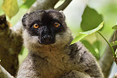Hybrid lemur (Eulemur x) portrait, Pangalanes Canal - Lake Ampit, Atsinanana Region, Madagascar