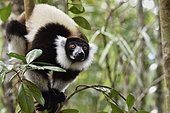 Black and White Ruffed Lemur (Varecia variegata) in the tropical rain forest, Pangalanes Canal - Lake Ampit, Atsinanana Region, Madagascar