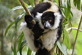 Black and White Ruffed Lemur (Varecia variegata) in the tropical rain forest, Pangalanes Canal - Lake Ampit, Atsinanana Region, Madagascar