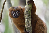 Red-bellied lemur (Eulemur rubriventer) portrait of male, Pangalanes Canal - Lake Ampit, Atsinanana Region, Madagascar