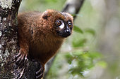 Red-bellied lemur (Eulemur rubriventer) portrait of male, Pangalanes Canal - Lake Ampit, Atsinanana Region, Madagascar