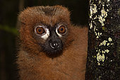 Red-bellied lemur (Eulemur rubriventer) portrait of male, Pangalanes Canal - Lake Ampit, Atsinanana Region, Madagascar