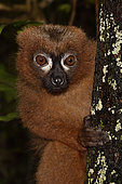 Red-bellied lemur (Eulemur rubriventer) portrait of male, Pangalanes Canal - Lake Ampit, Atsinanana Region, Madagascar