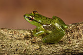 Tsarafidy Madagascar Frog (Guibemantis pulcher) living on Pandanus, Andasibe (Périnet), Alaotra-Mangoro Region, Madagascar