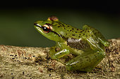 Tsarafidy Madagascar Frog (Guibemantis pulcher) living on Pandanus, Andasibe (Périnet), Alaotra-Mangoro Region, Madagascar