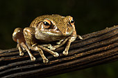 Goudot's Bright-eyed Frog (Boophis goudotii), Andasibe (Périnet), Alaotra-Mangoro Region, Madagascar