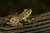 Folohy Madagascar Frog (Mantidactilus argenteus) near a river, Andasibe (Périnet), Alaotra-Mangoro Region, Madagascar